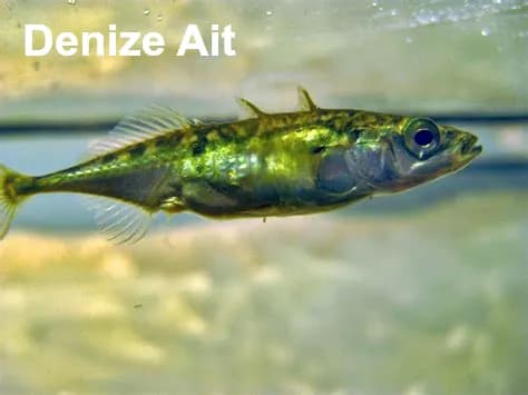 Üç Dikenli Kendir Balığı, Kendir Balığı, Pike-Spinney resmi dikenlibalk