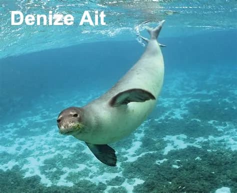 Akdeniz Foku, Akdeniz Mühürü resmi akdenizfoku