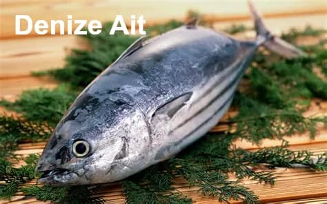 Akorkinoz, Derin Deniz Çiçeği, Biyolüminesan Deniz Yosunu resmi akorkinoz