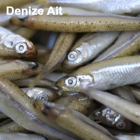 Karadeniz denizatı, Alyanak balık resmi alyanakbalk