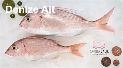 Ege Fısıltısı, Ege Deniz Işığı, antenli balik resmi antenlibalik