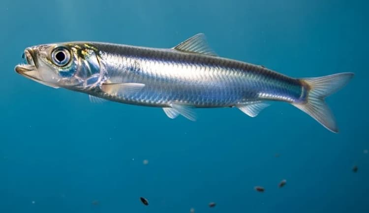 Avrupa Hamsisi, Hamsi, Küçük Hamsi resmi anchovy