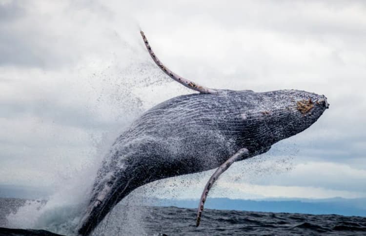 Balina, İspermeçet balina resmi whale