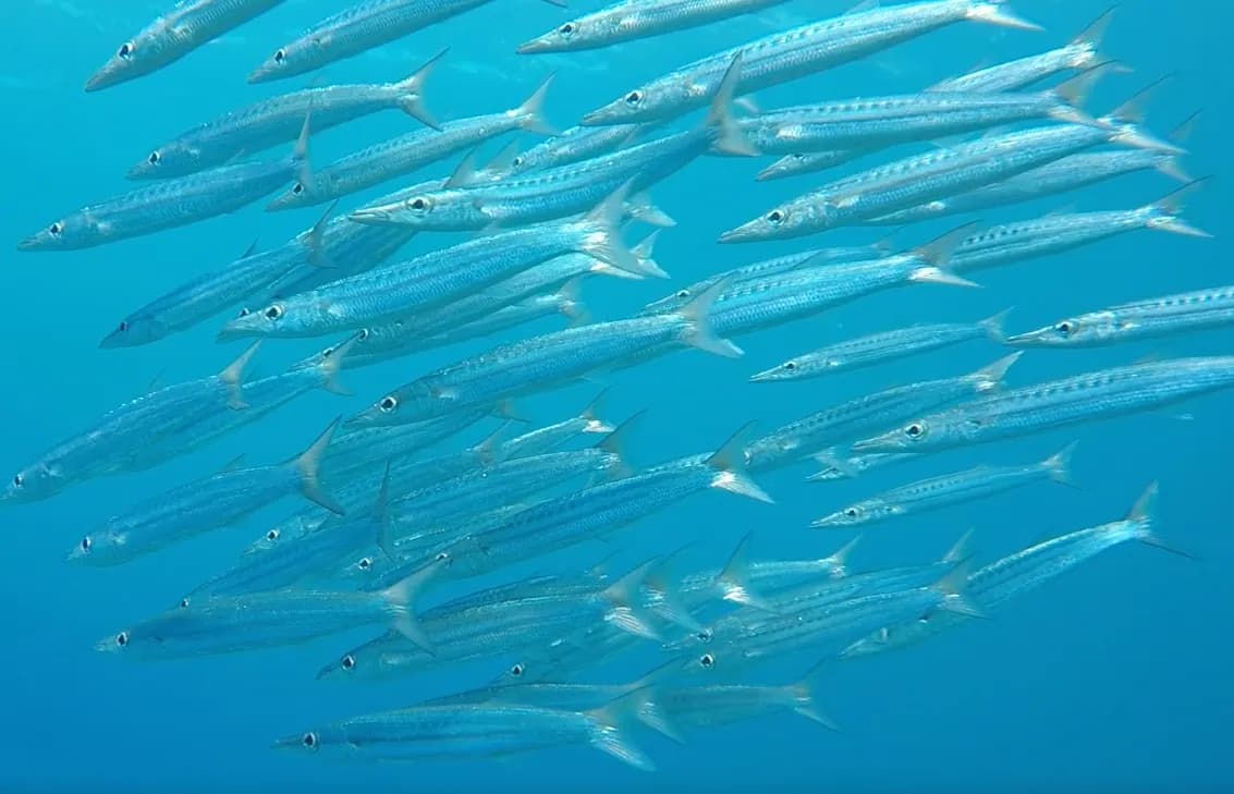 Barracuda balığı