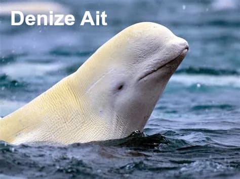 Beyaz Balina, Deniz Serkanı resmi belugabal