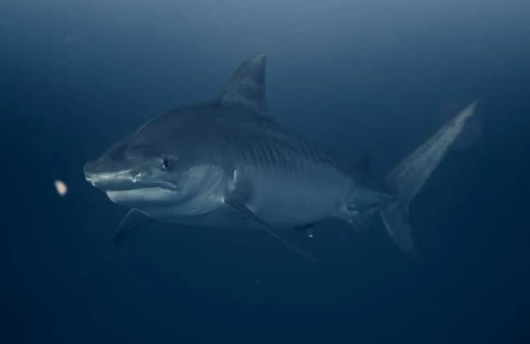 Boğa köpekbalığı resmi bull_shark