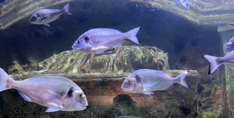 Yaygın Karabut, Avrupa Sinarisi resmi bream