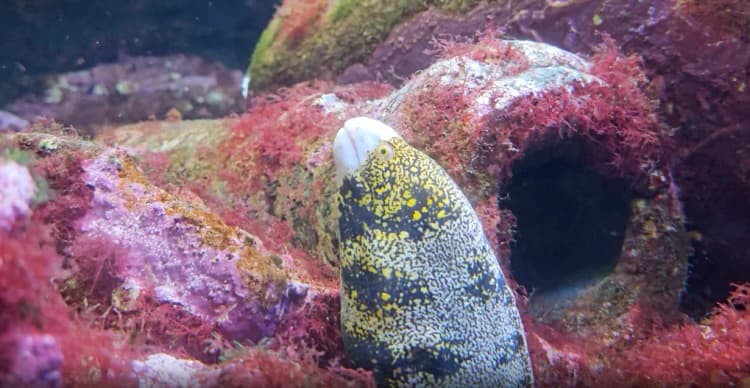 Avrupa yılan balığı (Anguilla anguilla), Amerikan yılan balığı (Anguilla rostratris), Japon yılan balığı, Konger Balığı resmi eel