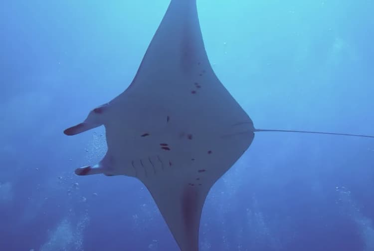 Dev Okyanusus Mantası, Yüzgeç Balığı resmi giantmanta