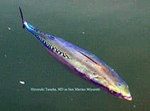 Gobene, Gobene balığı, Gobius Gobius, Minyatür Levrek, Gobius resmi gobene