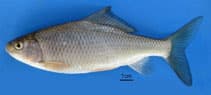 Yaygın Gobi, Poecilicus lepturus resmi gobenebal