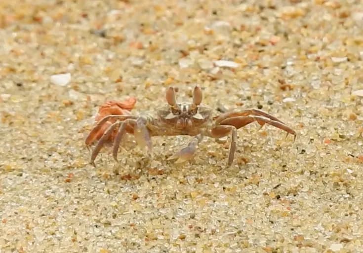 Çin Hairy Karidesi, Orman Karidesi, Geç Çiçek Karidesi, Saçlı Örümcek Karidesi resmi hairycrab