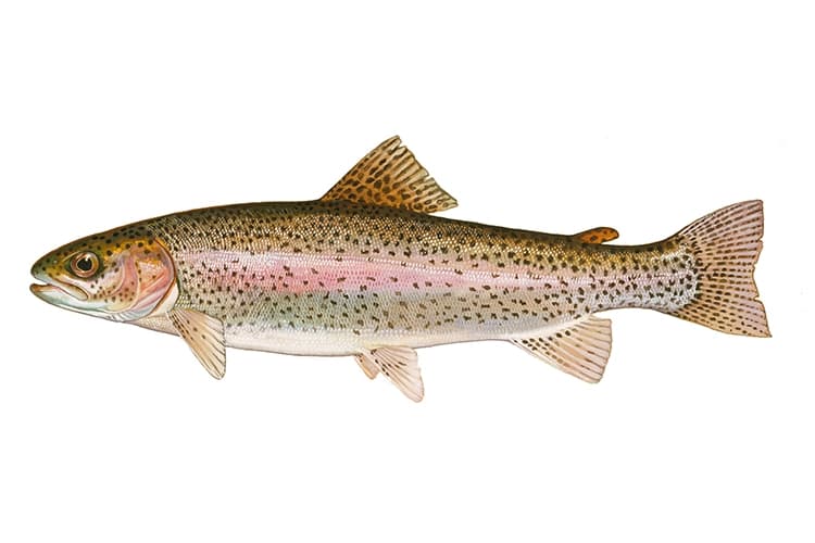 karadeniz alası, Karadeniz Alası, Palamut, Mackerel resmi karadeniz_alas