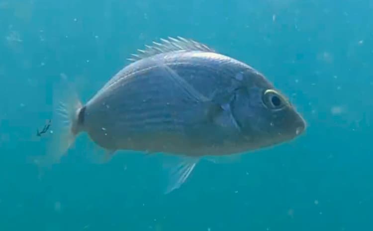 karakuyruk, Karadeniz Palamutu, Marmara Palamutu, Ege Palamutu, Akdeniz Palamutu, Palamut, Bluefish resmi karakuyruk