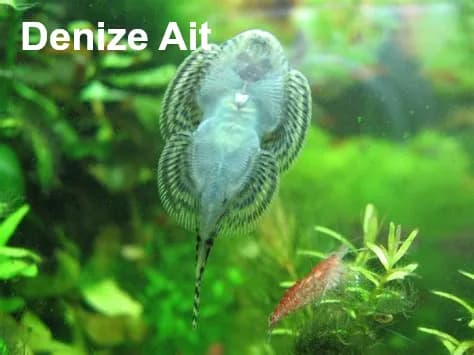 kelebek vatoz, Kelebek Balığı, Keçibıyığı, Keçibıyık Balığı, Butterflyfish resmi kelebek_vatoz
