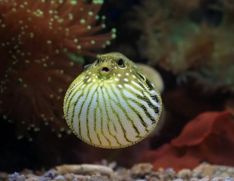 Balon Balığı, Kirpi Balığı, Dikenli Balon Balığı, Gümüş Yanaklı Kirpi Balığı (Lagocephalus sceleratus için), Kurbağa Balığı, Küre Balığı resmi kirpi-baligi