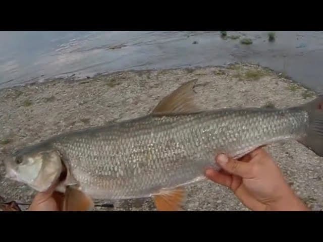 Koca Ağız Balığı balığı