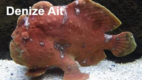 Çekirge Balığı, Seşte Balığı resmi kurbaabal