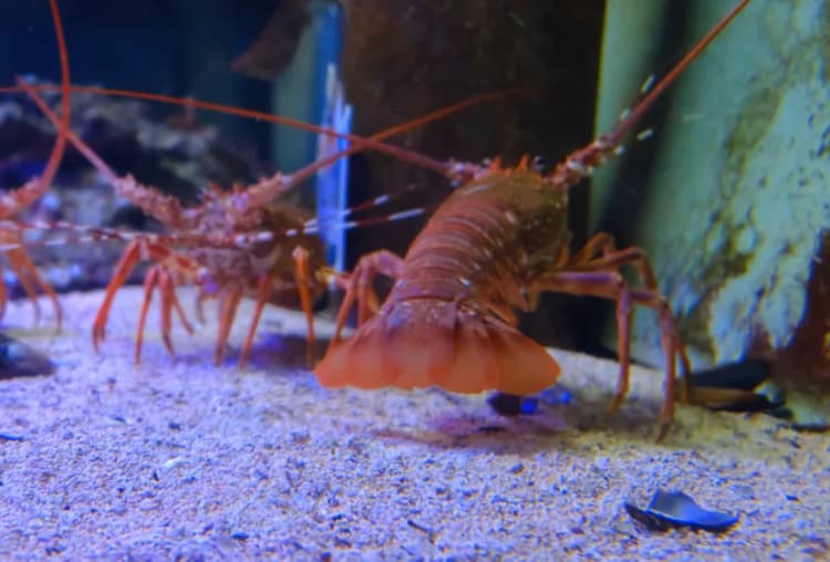 Amerikanı Deniz Yengeci, Nova Scotia Deniz Yengeci resmi lobster