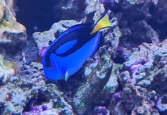 Mavi Cerrah Balığı, Palet Cerrah Balığı, Humboldt Tang resmi bluetang