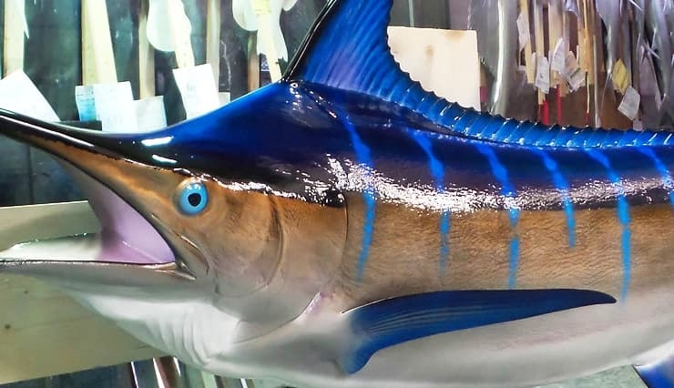 Mavi Marlin balığı