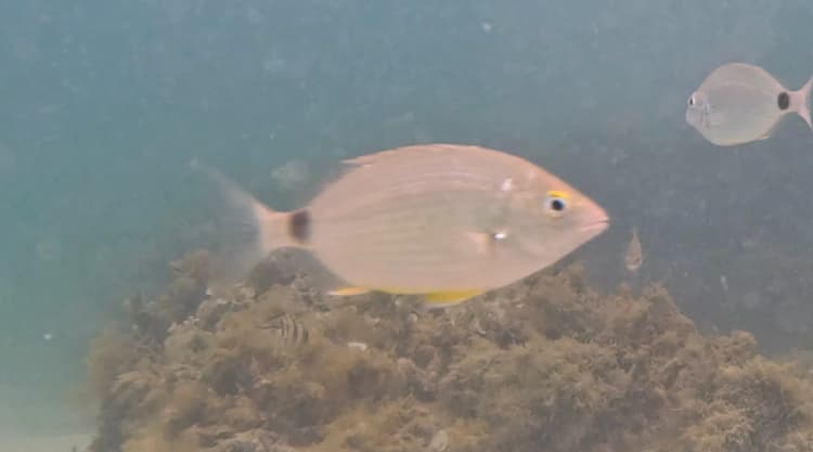 Melanur, Melenur, Melanurya Balığı resmi melanurya
