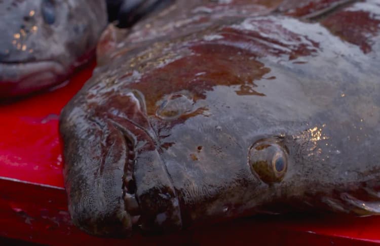 Kuzey Atlantik Morina, Morina resmi atlanticcod