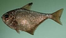 Marangoz (a common local name), Küçük levrek balığı (small seabream) resmi mrenbal