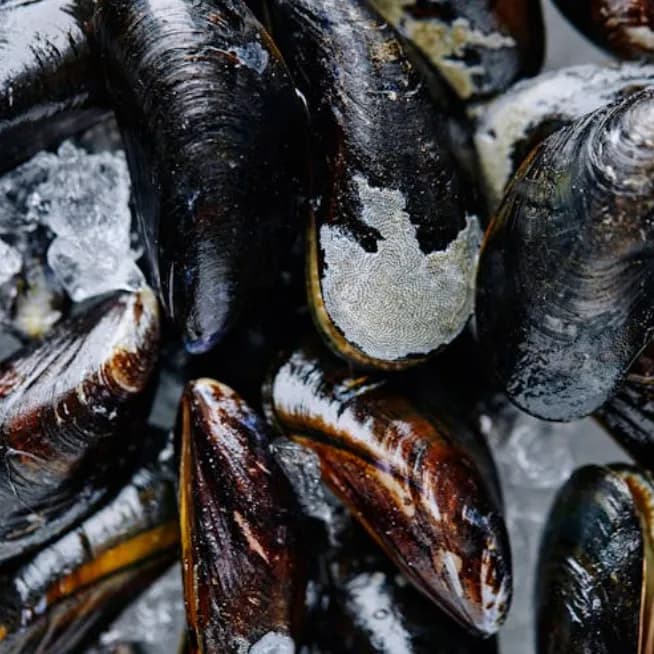 Mavi İstiridye, Mavi Midye resmi mussel