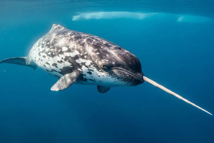 Narval, Narval Dişi resmi narwhal