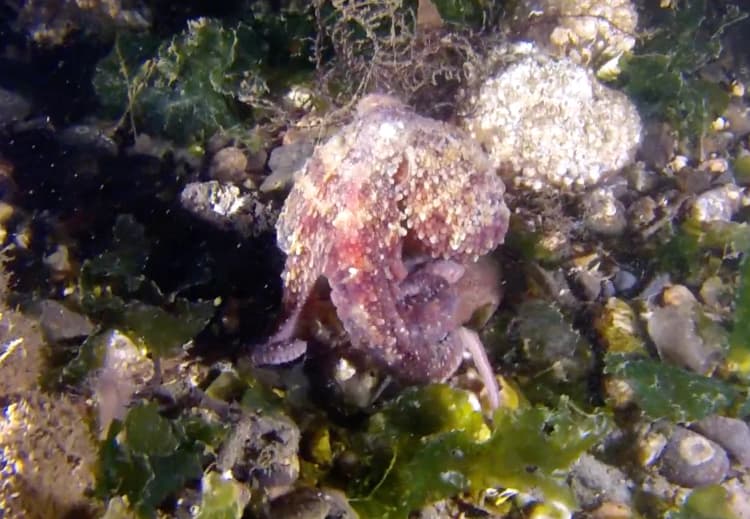Denizatı, Ahtapot resmi octopus
