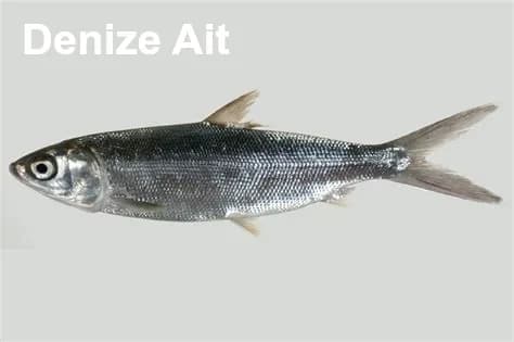 Gökkuşağı Alabalığı, Kızıl Alabalık resmi oncorhynchusmykiss