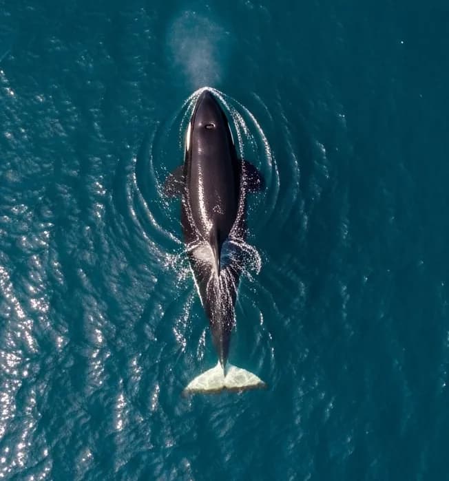 Orca balığı