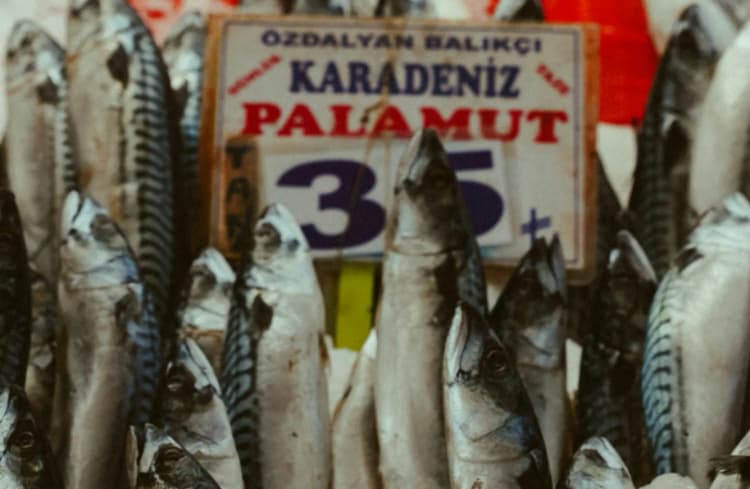 Palamut Balığı, Pasifik Bonito resmi bonito