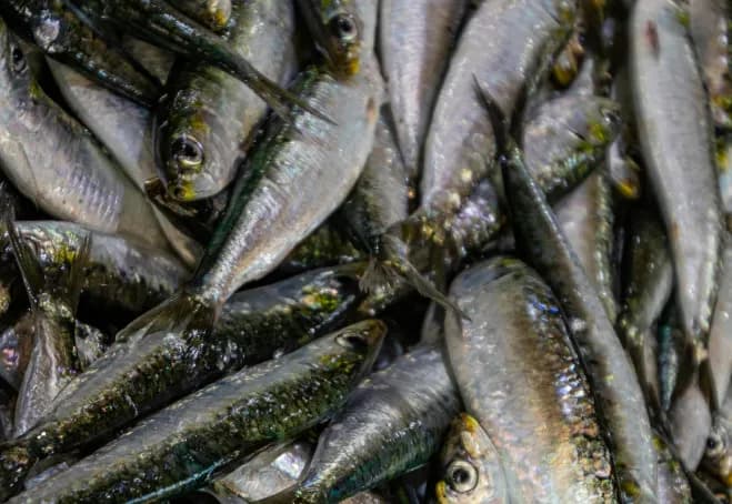Sardalya, Papalina, Avrupa palatika balığı resmi caca-baligi