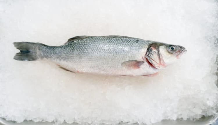 Çinekop, Levrek resmi seabass