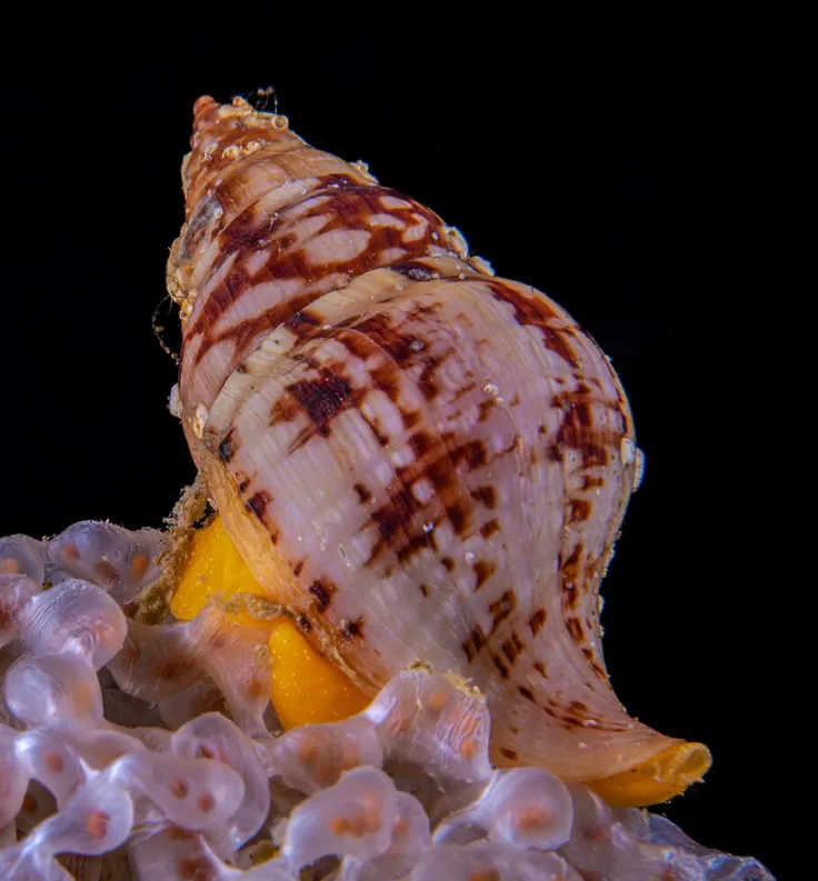 deniz salyangozu resmi abalone