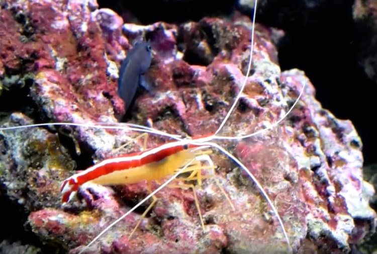 Beyazpencere karidesi resmi shrimp