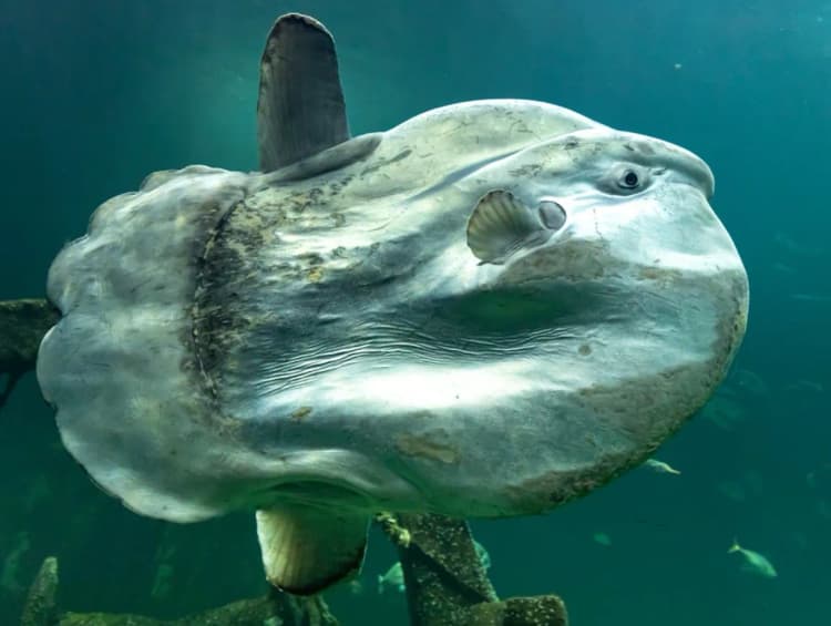Okyanus Güneş Balığı, Mola Mola, Ay Balığı, Bota resmi sunfish