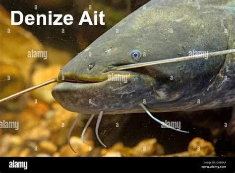 Turna balığı, Viyana turnası, Daniel, Dinyeper turnası resmi welscatfish