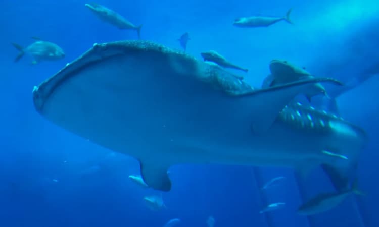 balina köpek balığı resmi whaleshark