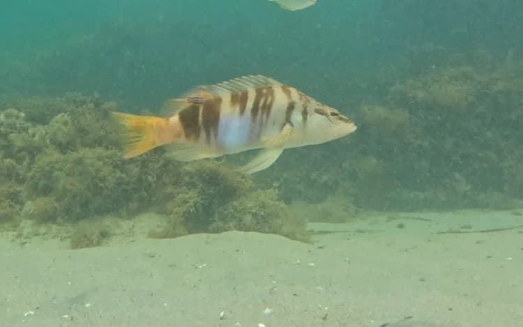 Hani Balığı, Çizgili Hanos, Hanos, Ali Bereket (Antalya ve Alanya yöresi) resmi yazili-hani