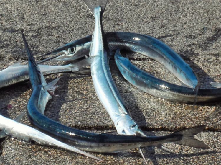 Sargan, Deniz Çulluğu, İğne Balığı resmi zargana