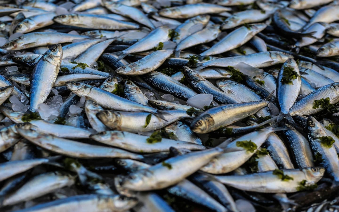 taze balık nasıl anlaşılır