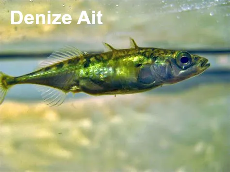 Üç Dikenli Kendir Balığı balığı