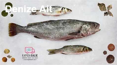 Atlantik Levreği balığı