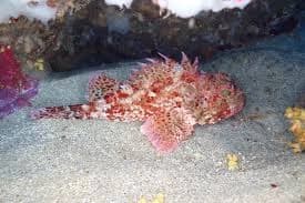 Benekli İskorpit balığı