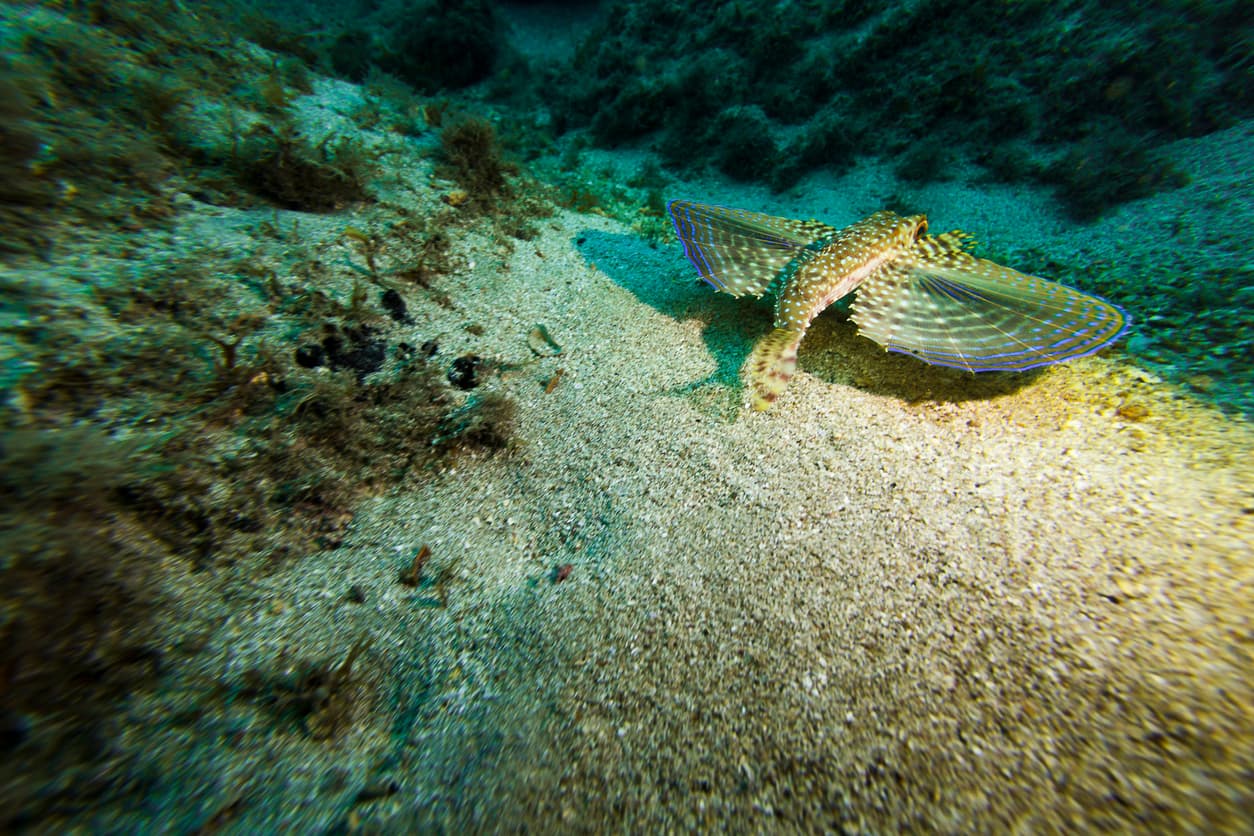 Çizgili Kızılbalık balığı