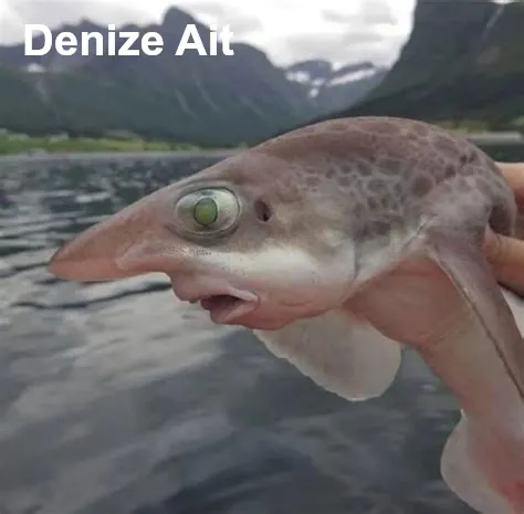 Lekeli Tilmiz balığı