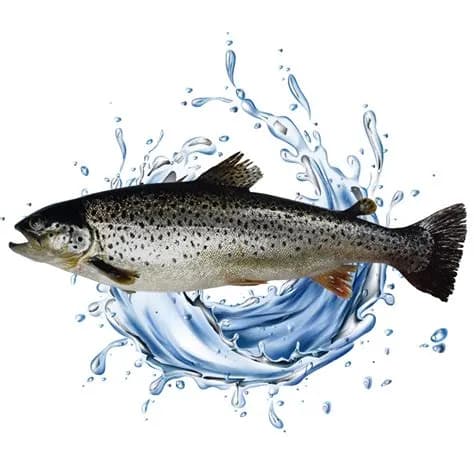 Atlantik Hamsisi balığı